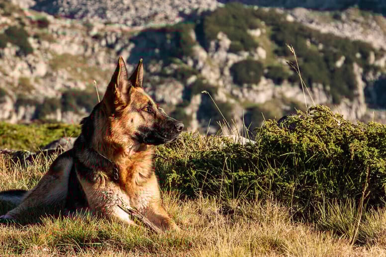 Il Pastore Tedesco Deriva Dal Lupo